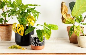 vasi con calathea con foglie gialle
