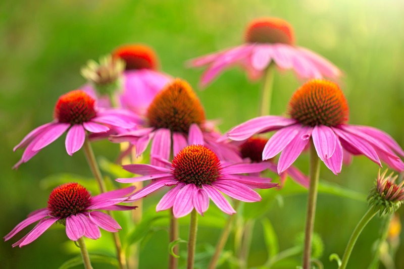 Echinacea, agosto