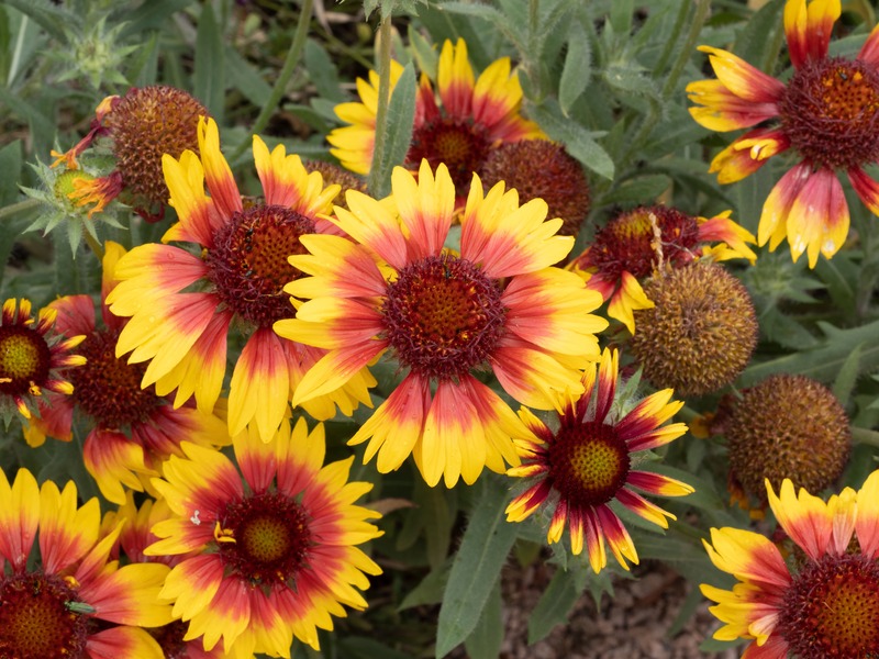 Gaillardia