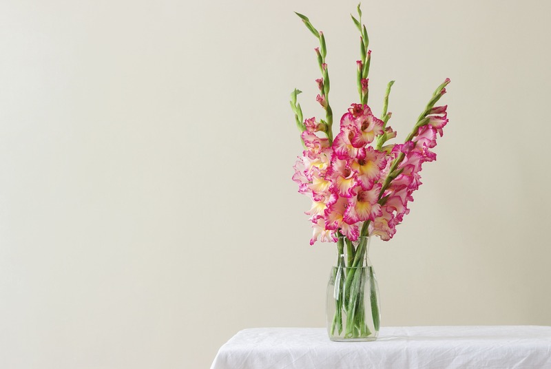 gladioli in vaso