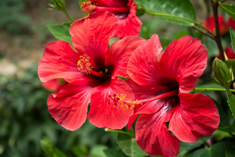 agosto, hibiscus rosso