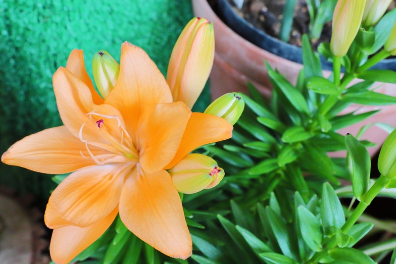 lilium arancione